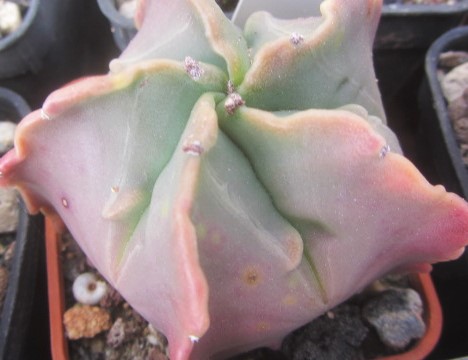 Astrophytum <br>myriostigma fukuryu nudum