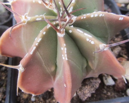 Astrophytum <br>myriostigma hybrid fukuryu nudum