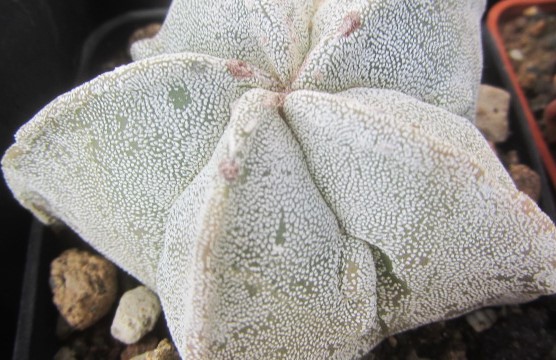 Astrophytum <br>myriostigma fukuryu