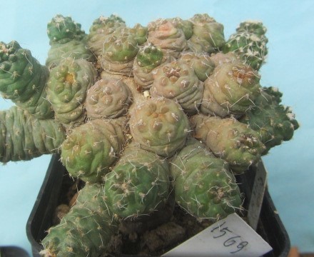 Puna subterranea incahuasi | Cactus - Buy on Big-Cactus.com