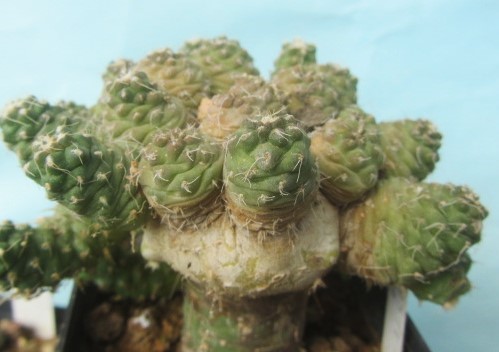 Puna subterranea incahuasi | Cactus - Buy on Big-Cactus.com