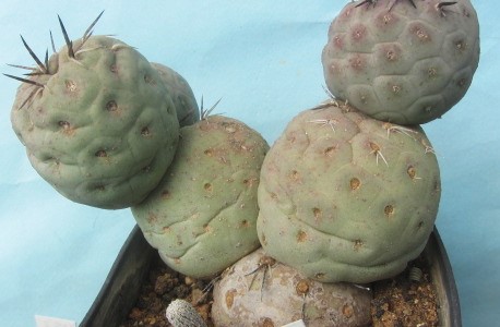 Tephrocactus geometricus