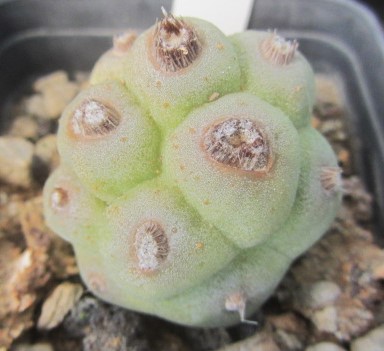 Tephrocactus <br>articulatus papyracanthus inermis