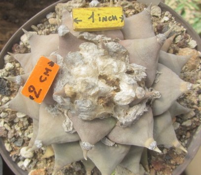 Ariocarpus <br>retusus