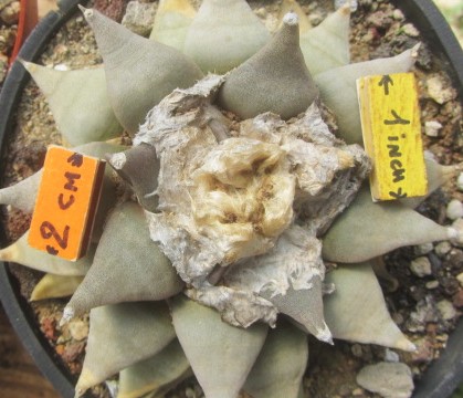 Ariocarpus retusus