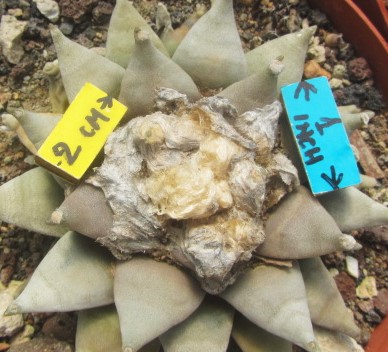 Ariocarpus <br>retusus