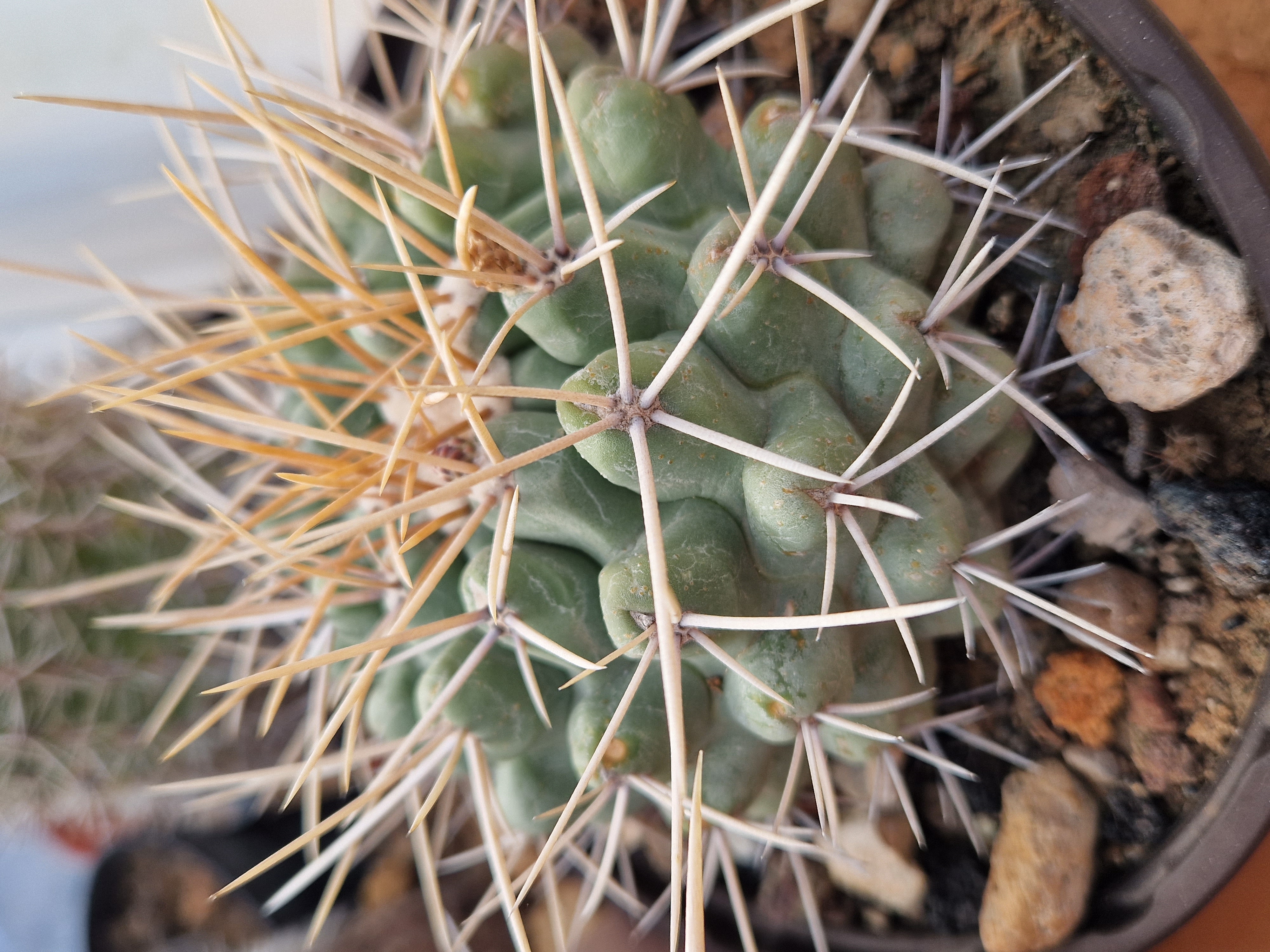 Thelocactus rinconensis fa