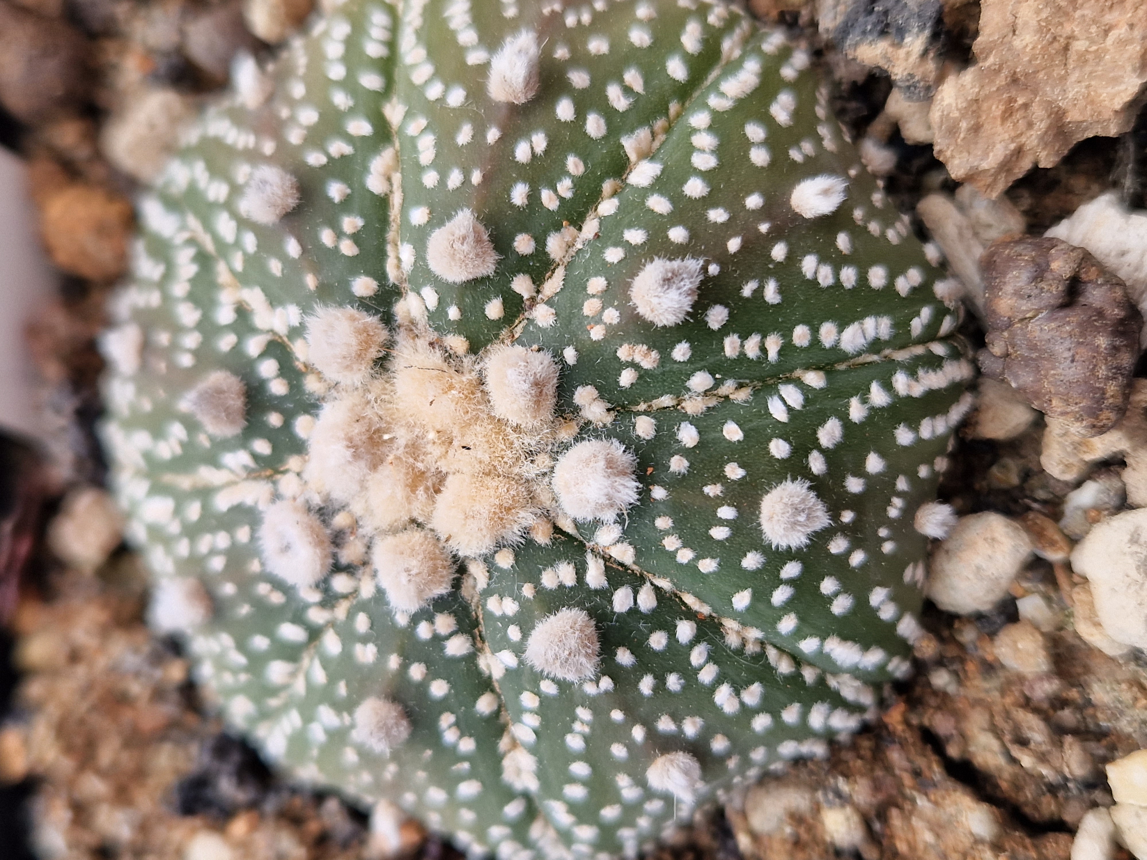 Astrophytum asterias