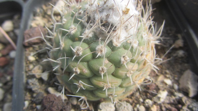 Turbinicarpus <br>lophophoroides