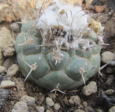 Turbinicarpus lophophoroides