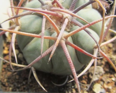 Echinocactus <br>horizonthalonius