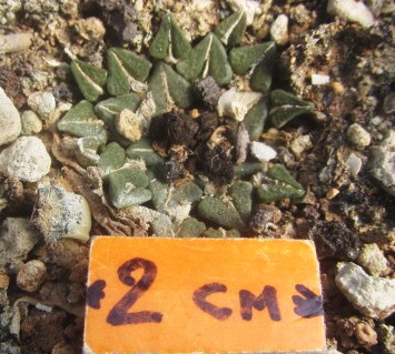 Ariocarpus kotschoubeyanus macdowelli