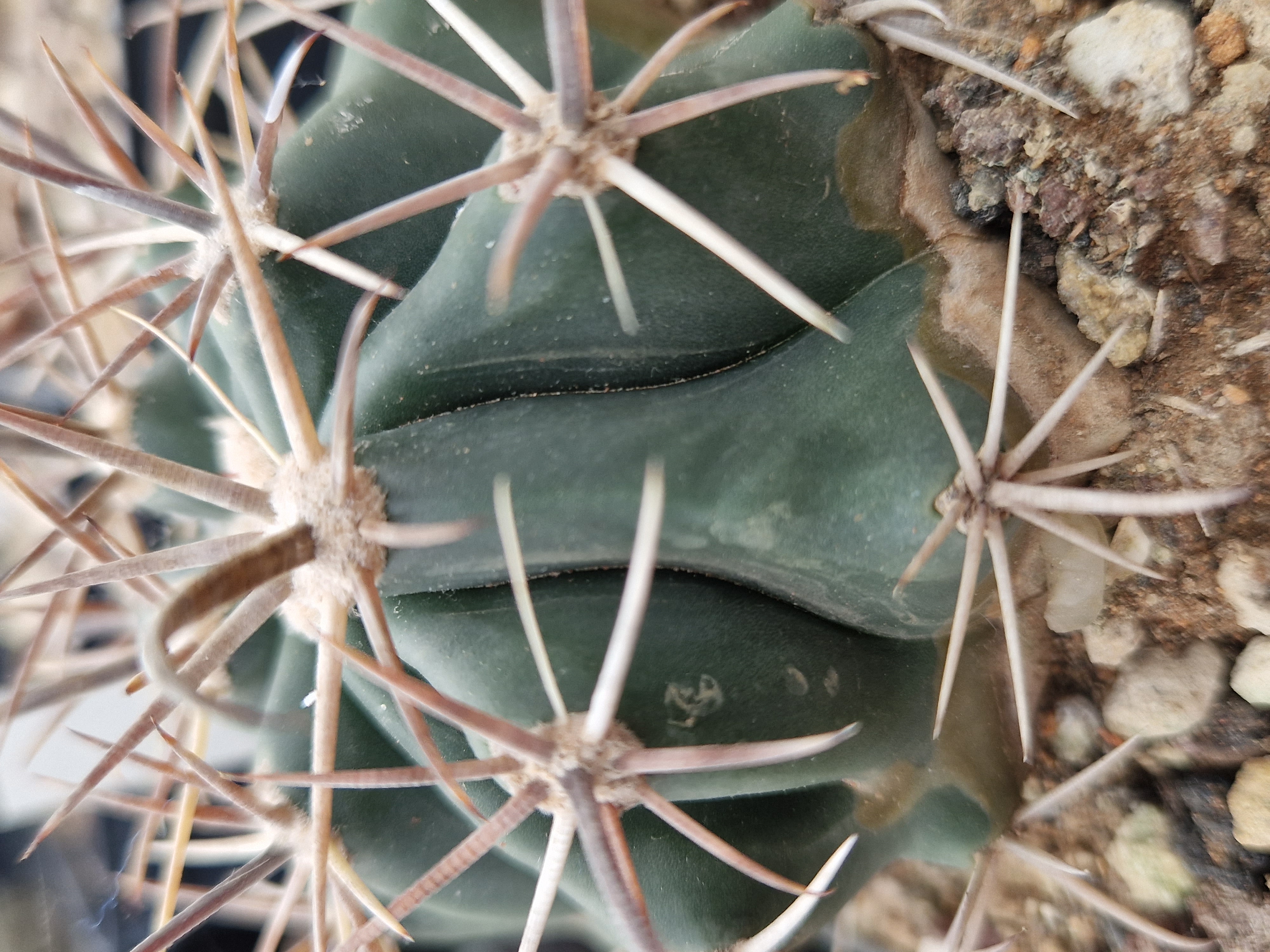 Ferocactus santamaria