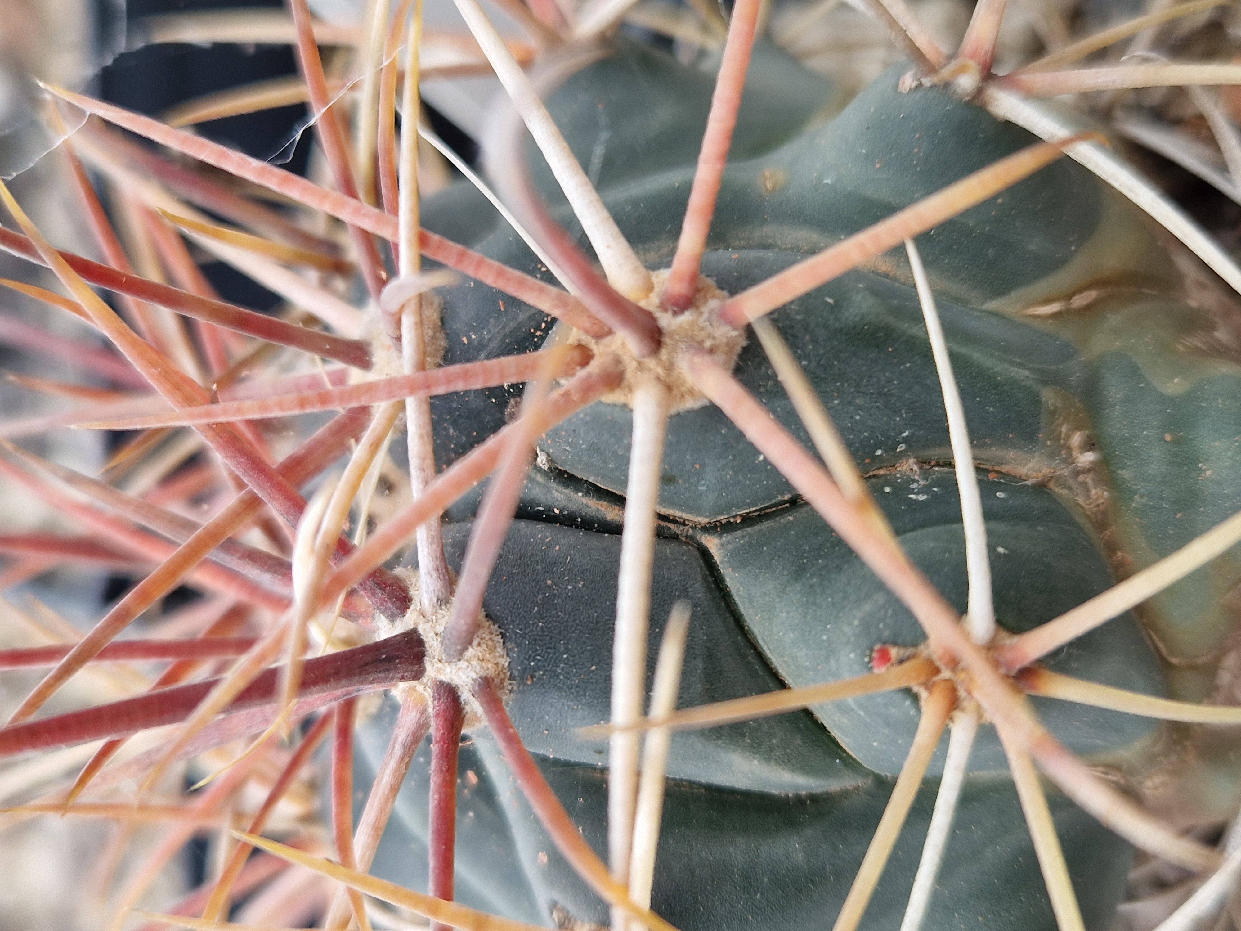 Ferocactus sp. 