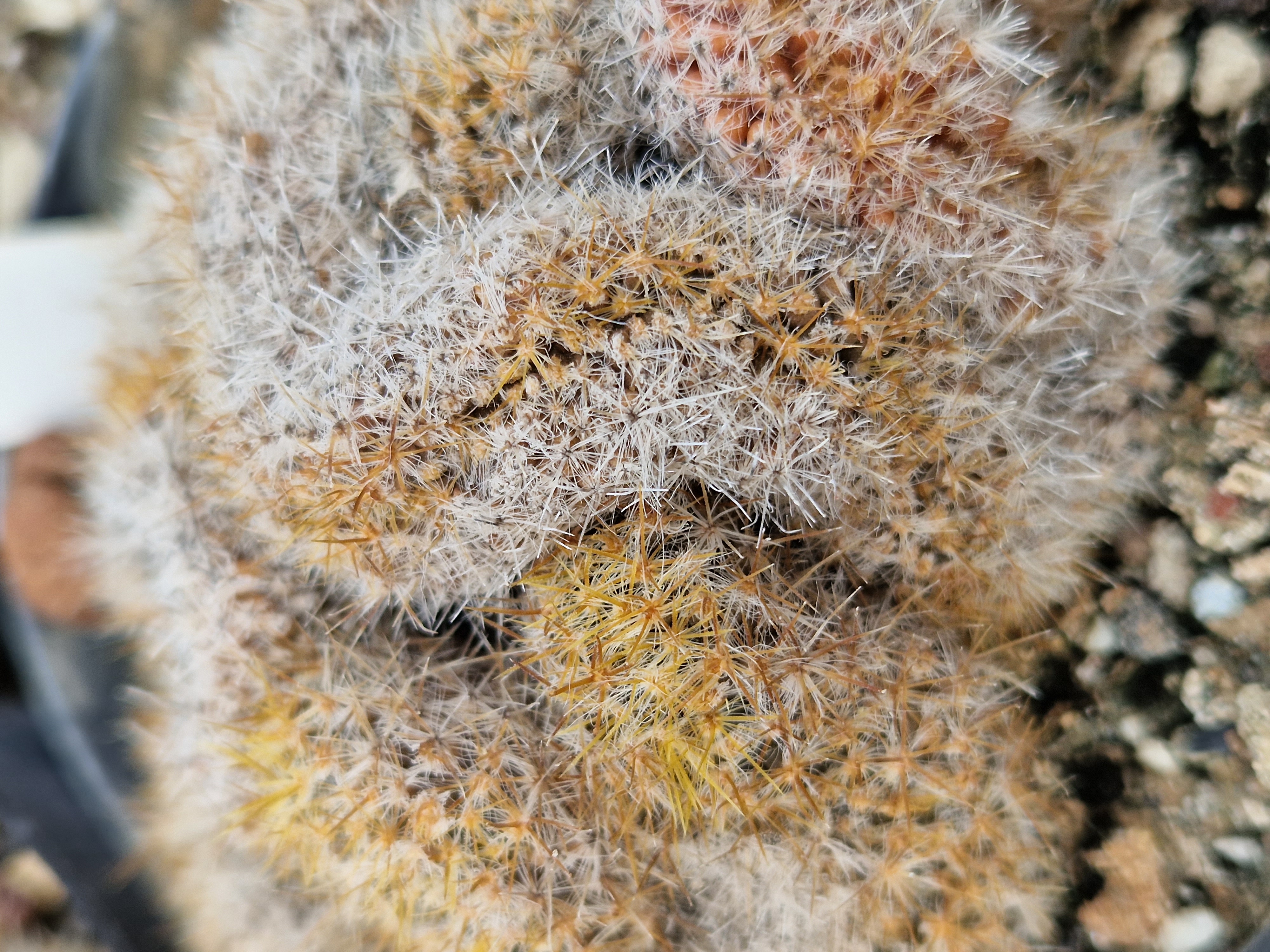 Mammillaria <br>prolifera crestata