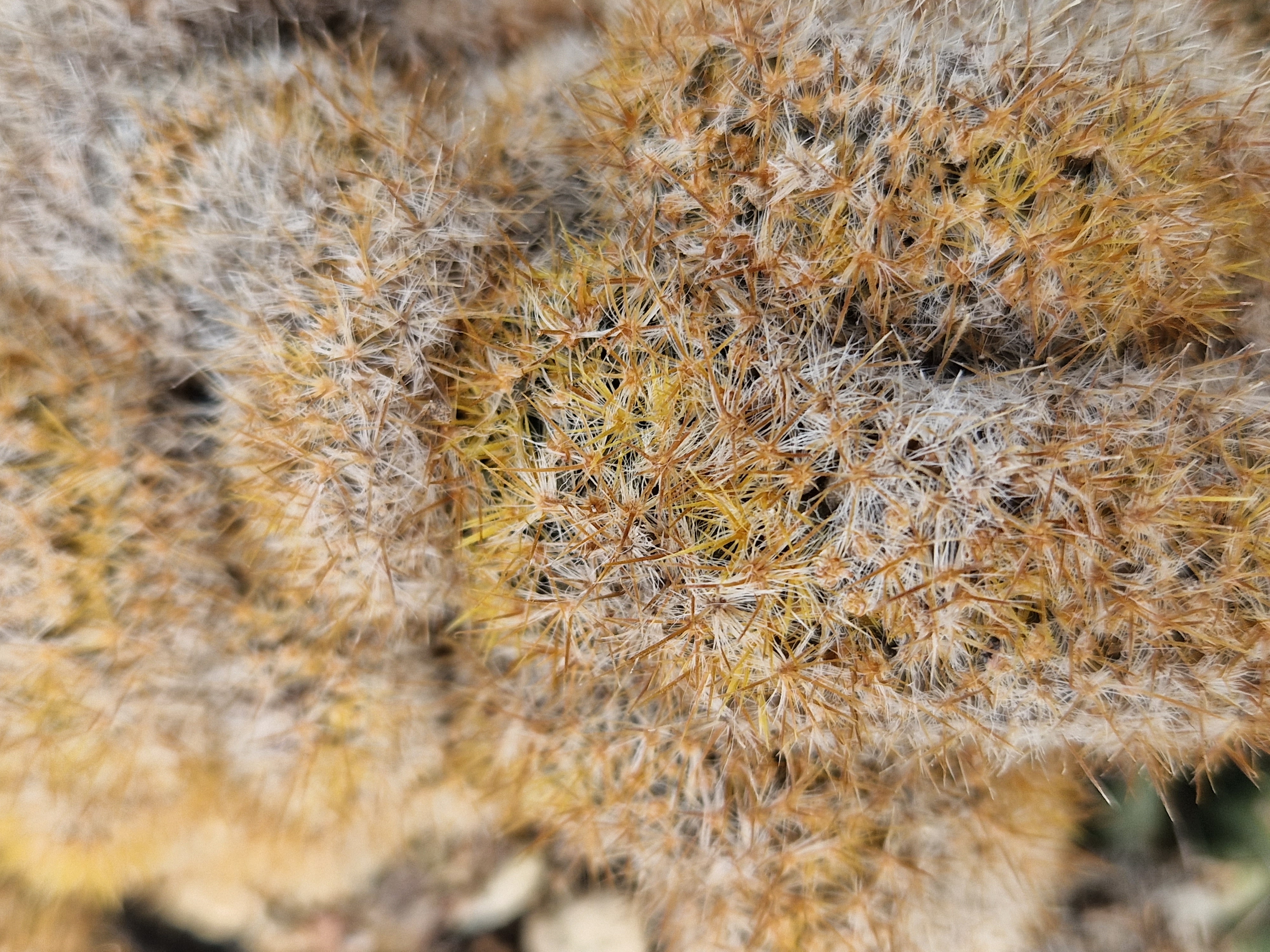 Mammillaria prolifera crestata