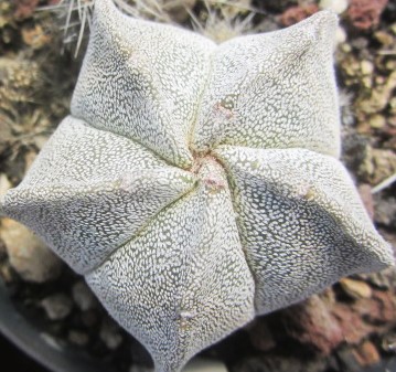 Astrophytum myriostigma cv onzuka