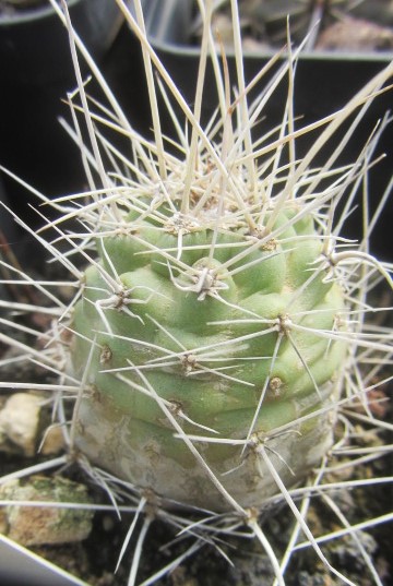 Echinocereus triglochidiatus monstroso