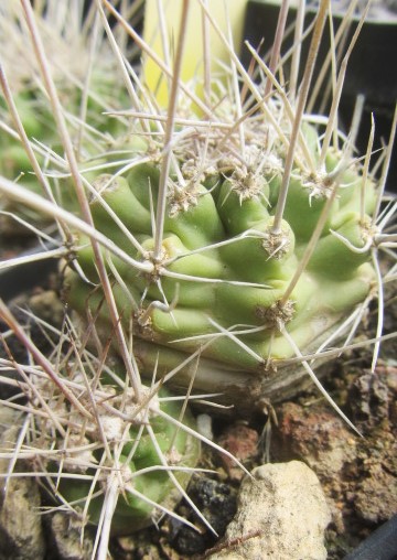 Echinocereus triglochidiatus monstroso