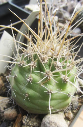 Echinocereus <br>triglochidiatus monstroso