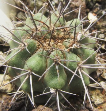 Copiapoa <br>calderana spinosior