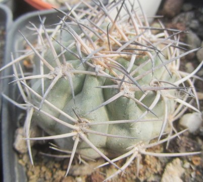 Acanthocalycium thionanthum fma