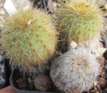 Echinocereus chloranthus neocapillus