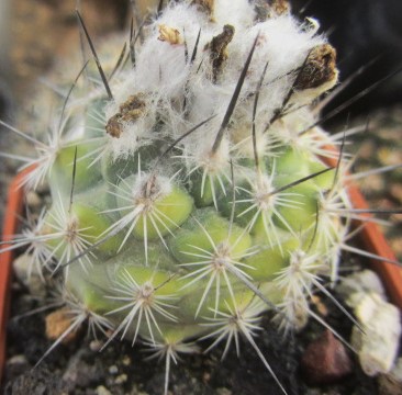 Turbinicarpus cv hybrid sp 