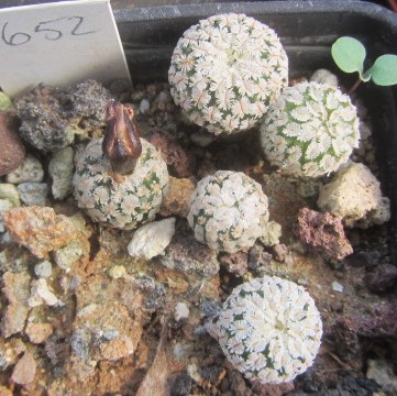 Turbinicarpus valdezianus albiflorus