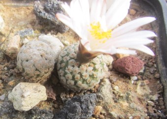 Turbinicarpus <br>valdezianus albiflorus