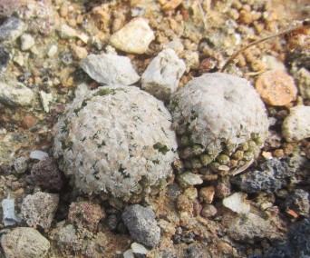 Turbinicarpus valdezianus albiflorus