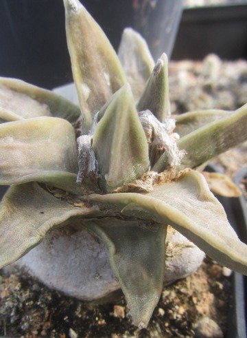 Ariocarpus <br>retusus scapharostroides