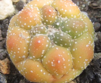 Astrophytum asterias kikko variegato