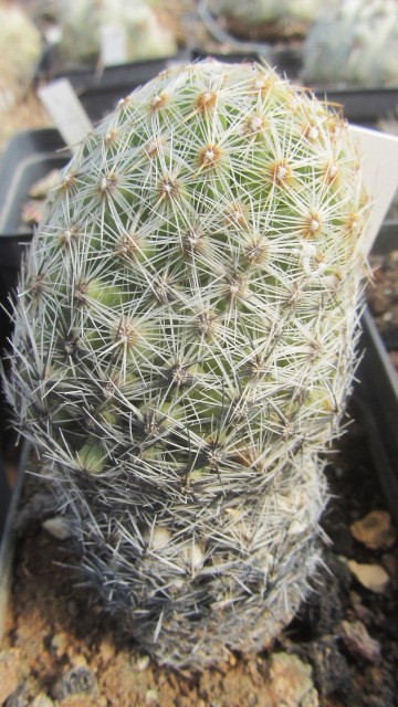 Escobaria vivipara kaibensis 