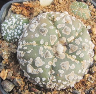 Astrophytum <br>asterias kabuto