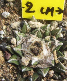 Ariocarpus <br>kotschoubeyanus hybrid f2