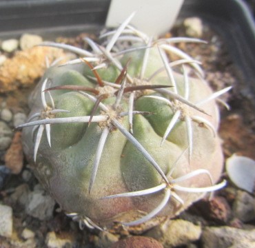 Copiapoa <br>coquimbana vallenarensis?