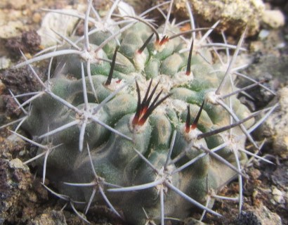 Eriosyce paucicostata floccosa