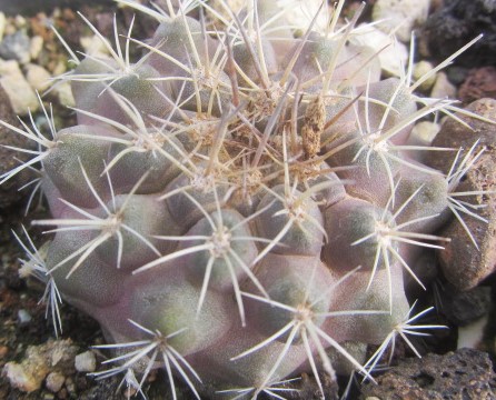 Copiapoa cv hydrid