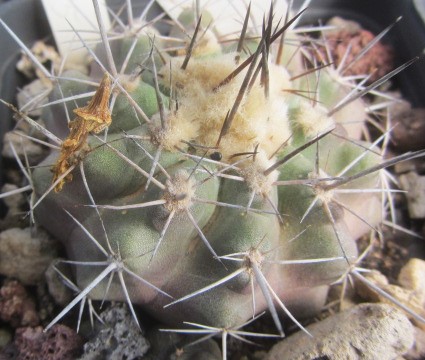 Copiapoa cv atacamensis ?