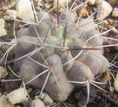 Copiapoa cv hybrid