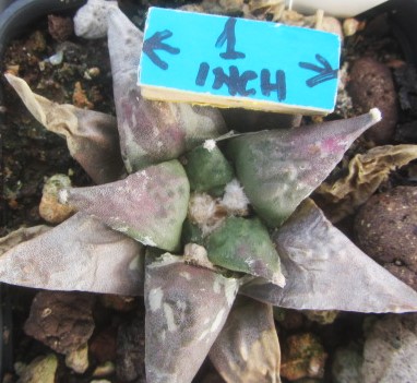 Ariocarpus hybrid cv f3