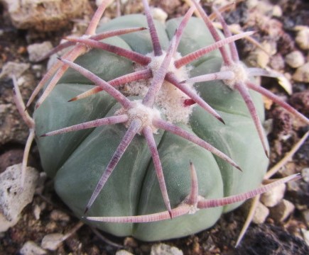 Echinocactus <br>horizonthalonius