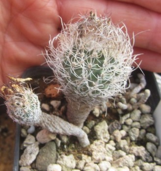 Turbinicarpus krainzianus