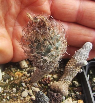 Turbinicarpus krainzianus