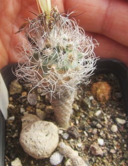 Turbinicarpus krainzianus