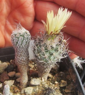 Turbinicarpus <br>krainzianus