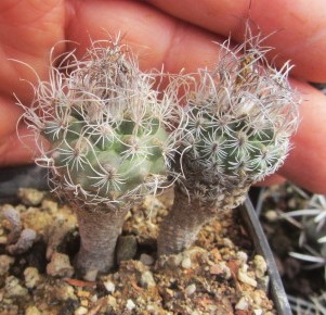 Turbinicarpus <br>krainzianus