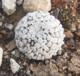 Turbinicarpus <br>valdezianus albiflorus