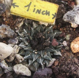 Ariocarpus <br>kotschoubeyanus